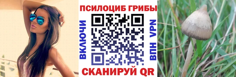 гидра как войти  Новотитаровская  Галлюциногенные грибы Psilocybine cubensis 